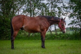 Krásný a ultra hodný QH hřebec, TOP původ reining,cowhorse - 3
