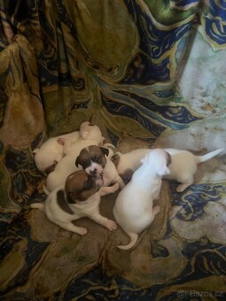 Jack Russell teriér - štěňátka - 3