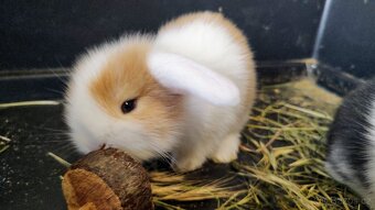 🐇🐰 Zakrslý beránek – mláďata k rezervaci - 3