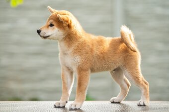 Štěňata Shiba Inu s PP ČMKU/FCI - 3
