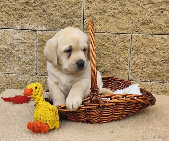 Nabídka štěňat labradorského retrievera - 3