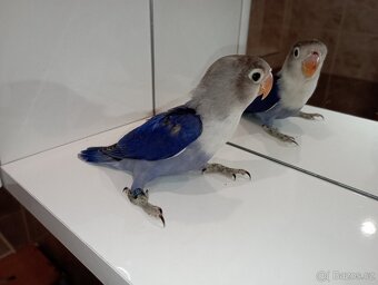 Agapornis Fisherův  ručně dokrmené Brno - 3