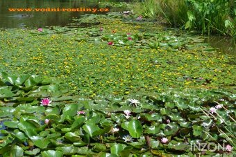 vodní rostliny bahenní rostliny - 3