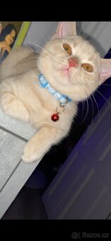 Křížená britská kočka - 3