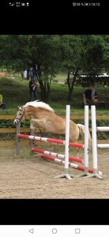 Hafling, valach nar. 2023 - 3