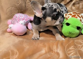 Francouzský buldoček - 3