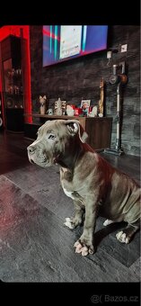 American bully - 3