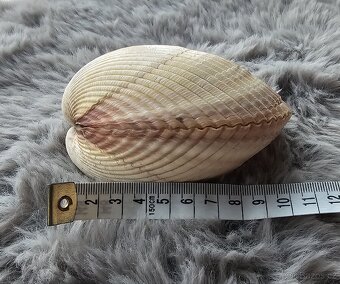mušle Srdcovka (10 cm) - 3