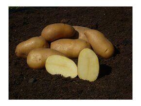 Rozvoz zdarma domácích velice kvalitních brambor - 3