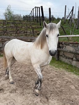 Pony A prodej - valach, 8 let - 3