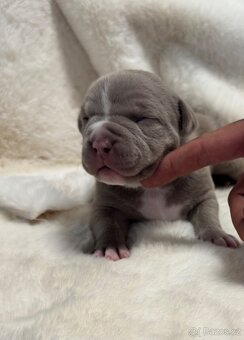 American Bully Classic/ Standard - 3