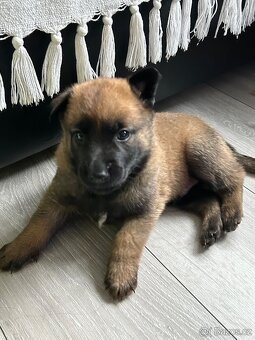 Belgický ovčák malinois šťěňata prodej - 3