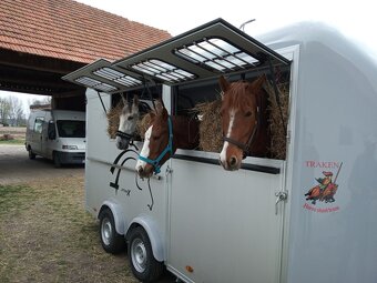 Přeprava až 4 koní po EU převoz - 3