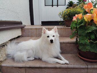 Německý špic střední ke krytí - 3