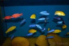 Tlamovci malawi + tanganika - 3