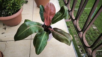 Philodendron Prince of orange - 3