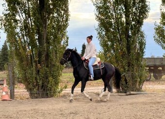 Predam krasneho valacha - 3