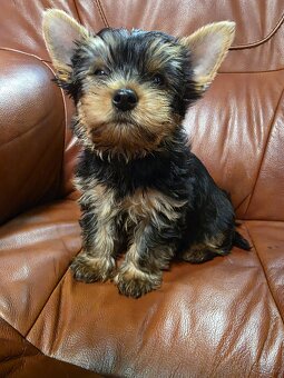 Jorkšířský teriér s PP - 3