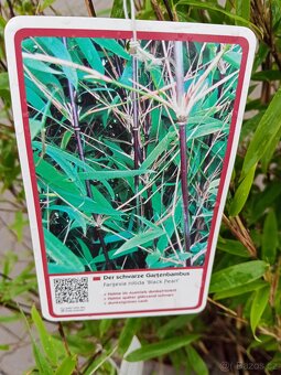 Fargesia nitida Black Pearl Bambus - 3