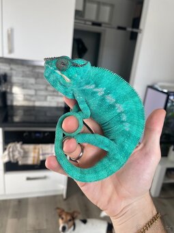 Chameleoni Nosy be Blue - 3