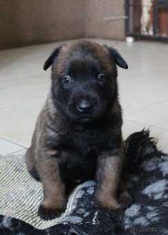 Belgický ovčák malinois s PP - 3