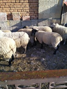 Suffolk ovce - 3