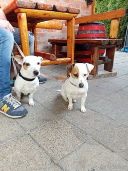 Jack russel teriér (pes) - 3