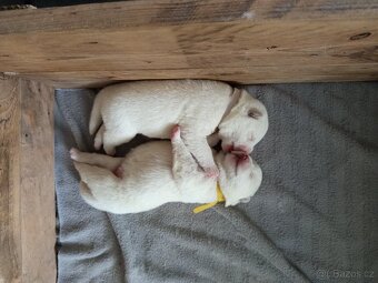 Akita Inu bílá štěňata - 3