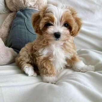 Maltipoo F1, karamelová barva, - 3