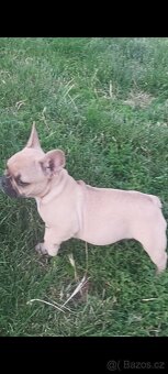 Francouzský Buldoček - Roxy - 3