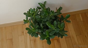 Tlustice ( crassula ovata) - 3