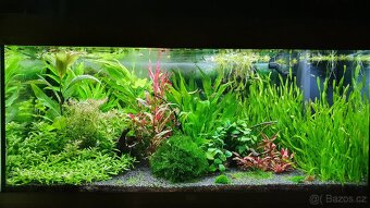 Akvarijni rostlinky z mych akvarii - 3