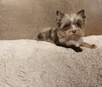 Jorkširský teriér štěňátka s pp - 3