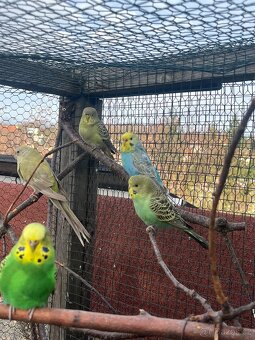 Andulka vlnkovaná - 3