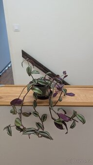 Tradescantia zebrina PURPLE - 3