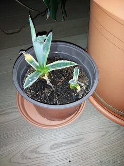 Mix pokojových rostlin 
Cena dohodou, vyzvednutí Praha 8 - 3