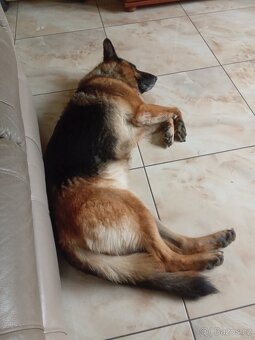 Německý ovčák FENA - 3