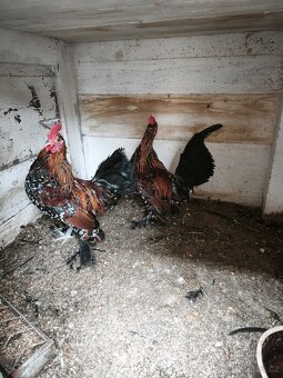 Zakrslí kohouti - 3