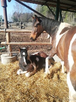 Klisna Wpbr s hříbětem - 3