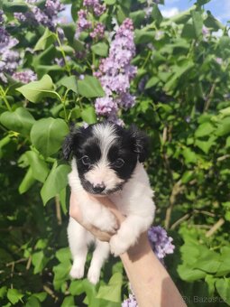 Malý kontinentální španěl / papillon - fenky phalene s PP - 3