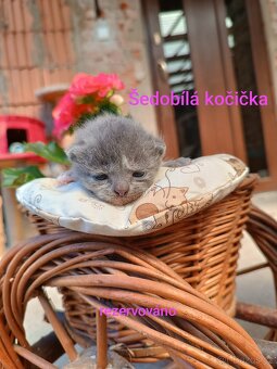 BRITSKÁ KOŤÁTA - 3