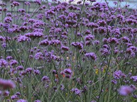 Sporýš argentinský - verbena-POZASTAVENO - 3
