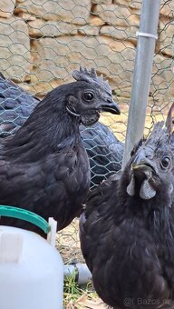 Kohouti Ayam Cemani, Cemanské slepice - 3