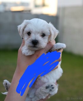 Maltezak maltezky psik - 3
