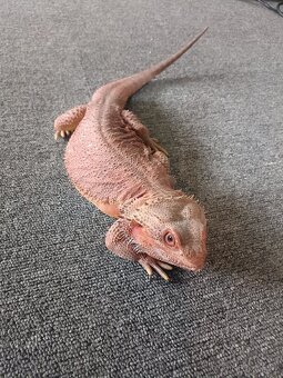 Agama vousata - 3