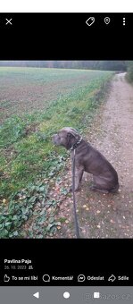 Bandog - modrý - 6let - ke krytí TOP pes - 3