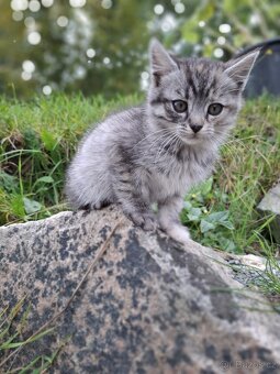 Chlupatá koťata každé jiné - 3