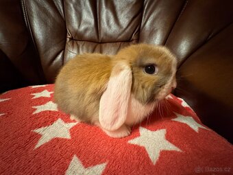 Elliot a Ellie - zakrslí beránci/minilop - 3