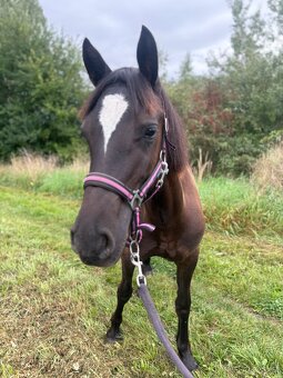 Welsh part bred klisna s PP - 3