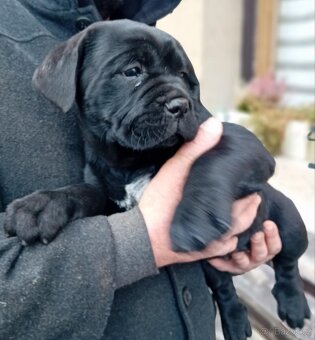 Cane Corso - 3